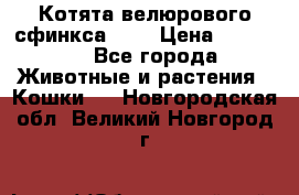 Котята велюрового сфинкса. .. › Цена ­ 15 000 - Все города Животные и растения » Кошки   . Новгородская обл.,Великий Новгород г.